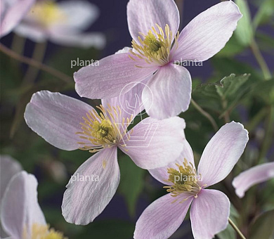 Clematis montana 'Fragrant Spring'