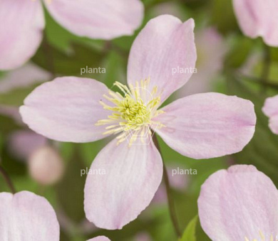 Clematis montana 'Marjorie'