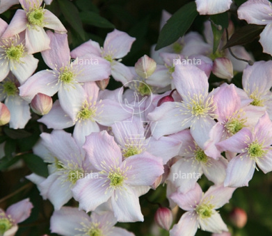 Clematis 'Pink Perfection'
