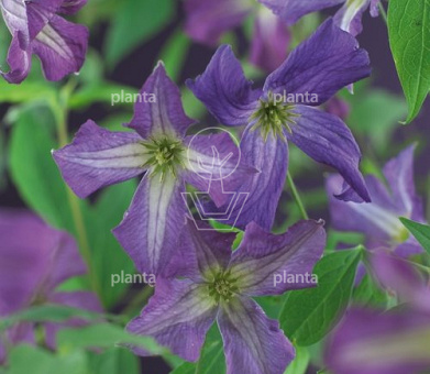Clematis viticella