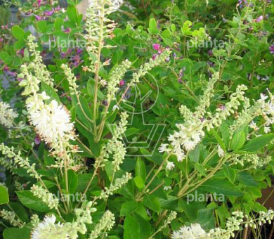 Clethra alnifolia 'Hummingbird'