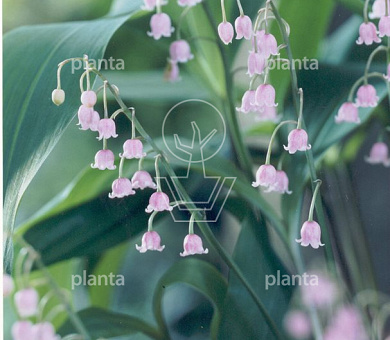 Convallaria majalis 'Rosea'