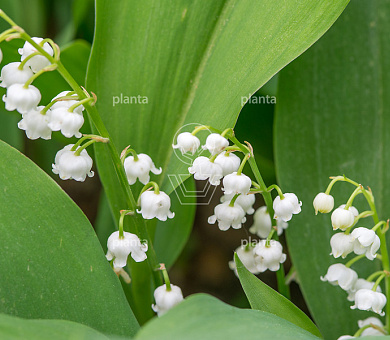 Convallaria majalis
