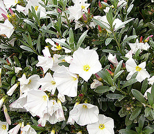Convolvulus cneorum