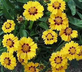 Coreopsis lanceolata 'Sterntaler'