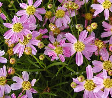 Coreopsis rosea 'American Dream'