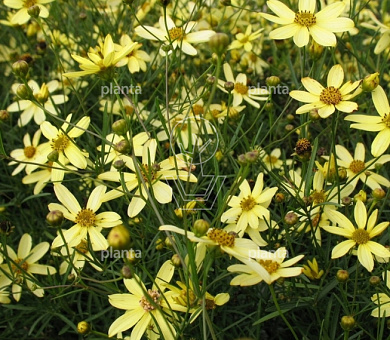 Coreopsis verticillata 'Moonbeam'
