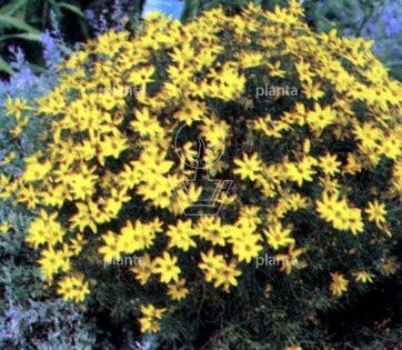 Coreopsis verticillata 'Zagreb'