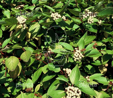 Cornus alba