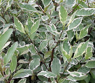 Cornus alba 'Elegantissima'