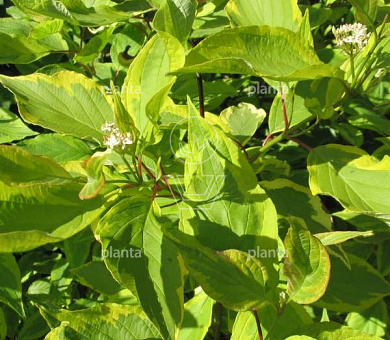 Cornus alba 'Gouchaultii'