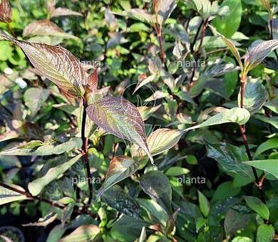 Cornus alba 'Kesselringii'