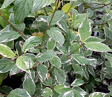 Cornus alba 'Sibirica Variegata'