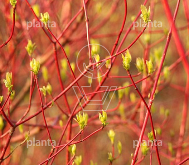 Cornus alba 'Sibirica'