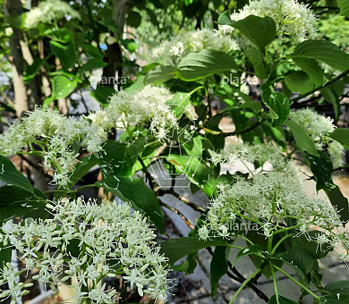 Cornus controversa