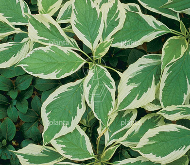 Cornus controversa 'Variegata'