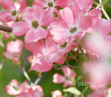 Cornus florida rubra