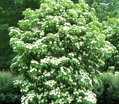 Cornus kousa