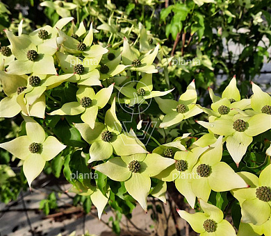Cornus kousa 'Milky Way'