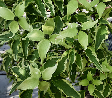Cornus kousa 'Peve Limbo'