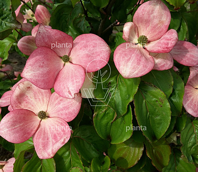 Cornus kousa 'Satomi'