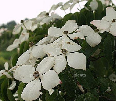 Cornus kousa 'Weisse Fontaine'