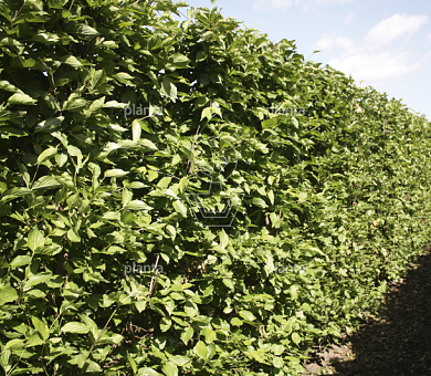 Cornus mas