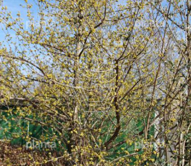 Cornus officinalis 'Robin's Pride'