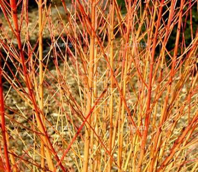 Cornus sanguinea
