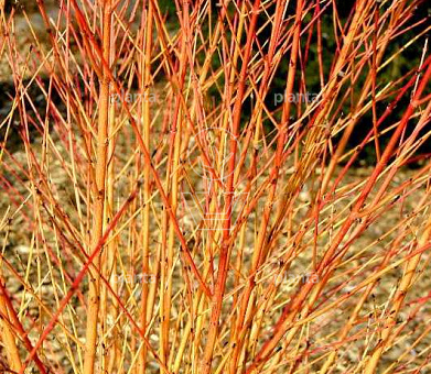 Cornus sang. 'Midwinter Fire'