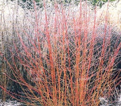 Cornus sanguinea 'Winter Beauty'