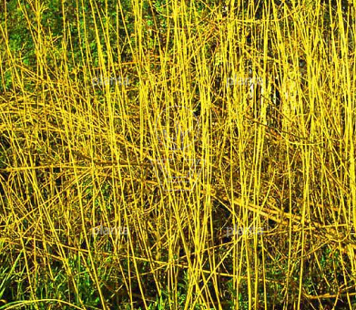 Cornus sericea 'Flaviramea'
