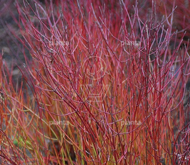 Cornus sericea 'Kelseyi'