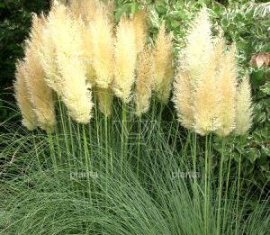 Cortaderia selloana 'Mini Pampas'