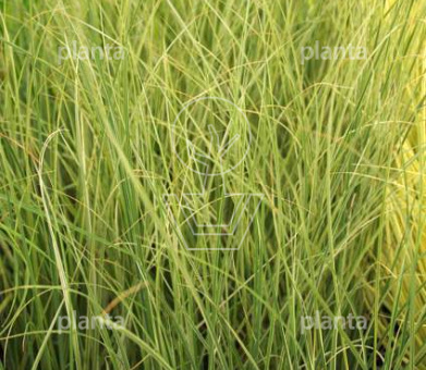 Cortaderia selloana 'Mini Silverpampas'