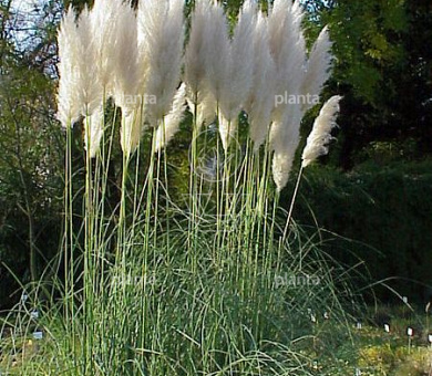 Cortaderia selloana 'Pumila'