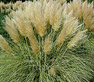 Cortaderia selloana 'Splendid Star'