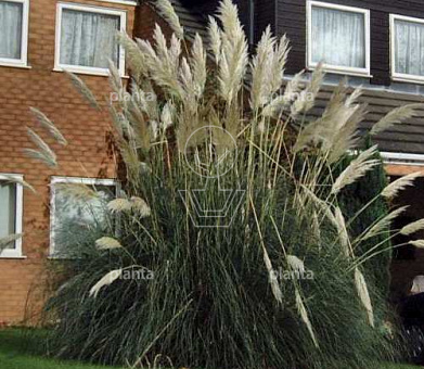 Cortaderia selloana