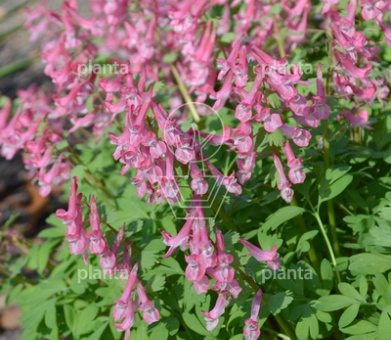 Corydalis solida 'Beth Evans'