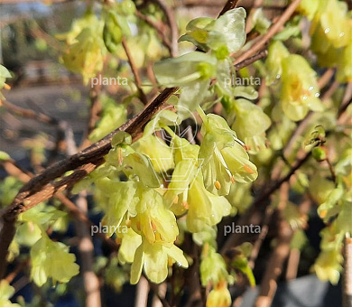Corylopsis pauciflora
