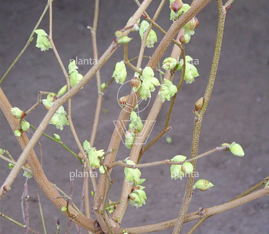 Corylopsis spicata