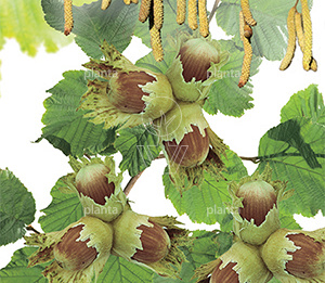 Corylus avellana 'Halle'sche Riesen'