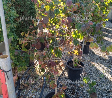 Corylus avellana 'Red Majestic'