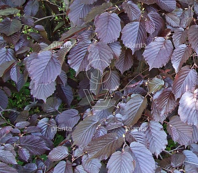 Corylus maxima 'Purpurea'