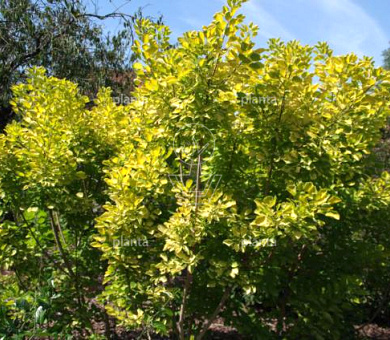 Cotinus coggygria 'Golden Spirit'