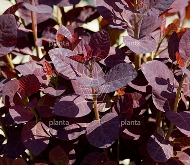 Cotinus coggygria 'Royal Purple'