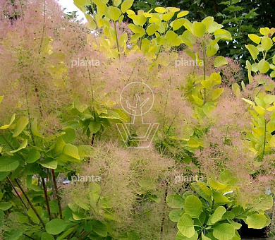 Cotinus coggygria 'Young Lady'