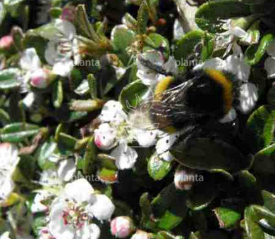 Cotoneaster dammeri