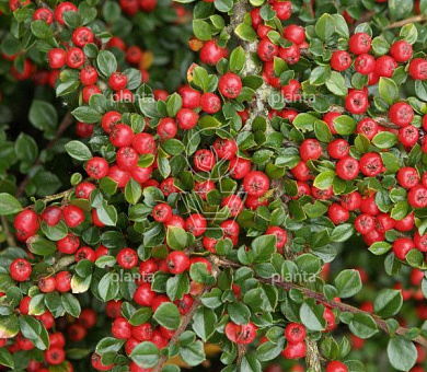 Cotoneaster horizontalis