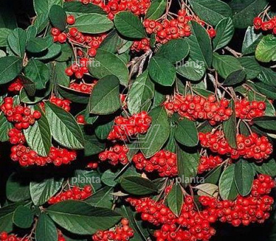 Cotoneaster lacteus